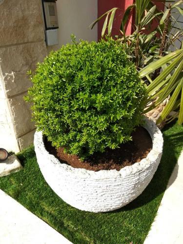 שתילת פרחים וצמחיה